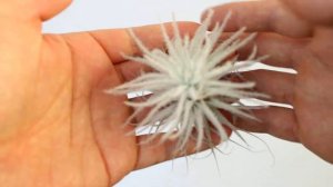 Tillandsia Air Plants 틸란시아 텍토름 tectorum