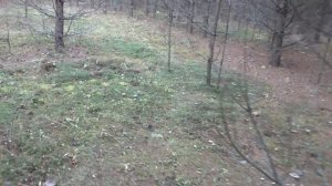 Всей семьёй по грибы в лес!