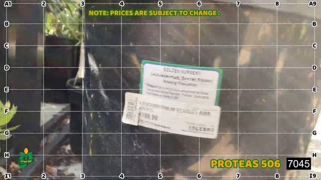 Golden Nursery's Virtual Tour :: Proteas 506 смотреть онлайн