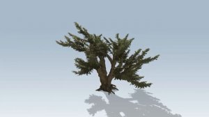 Кедр Ливанский (Cedrus Libani 3d)
