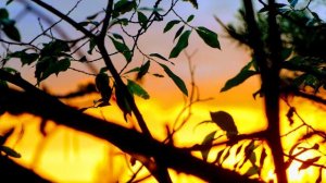 Видехом свет истинный, окончание Литургии муз. Шмелькова