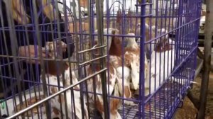 Ярмарка голубей в Челябинске