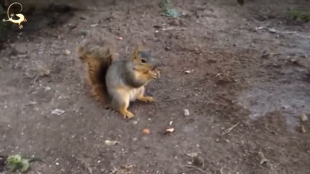 Рецепт ИНДЕЙКА по-американски День Благодарения смотреть онлайн