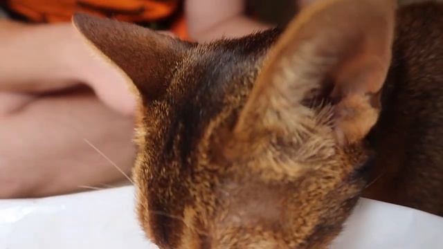 24 ЧАСА В КАРТОННОМ ДОМЕ УЖАСОВ С КОТАМИ НА ХЭЛЛОУИН | ВЫРЕЗАЕМ ТЫКВЫ