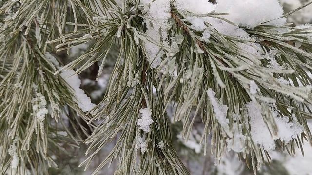 28 января- День Павла. День Ведунов. Народные приметы и традиции. Что можно и нельзя делать. смотреть онлайн