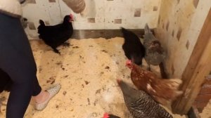 Бактерии для кур. Глубокая подстилка. Эксперимент.