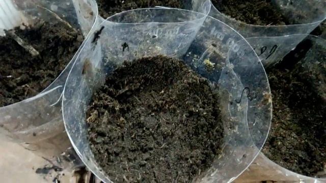 Сею баклажаны. 7.02. 2019 смотреть онлайн