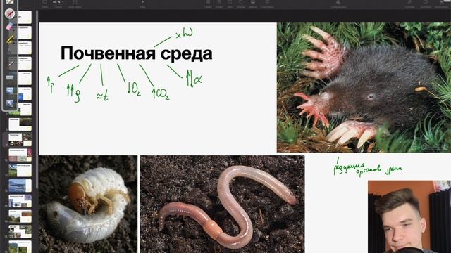 Приспособления организмов к обитанию в почве | Биология ЕГЭ смотреть онлайн