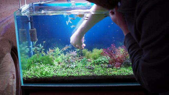 Подкормка растений корневыми удобрениями Aquayer в аквариуме смотреть онлайн