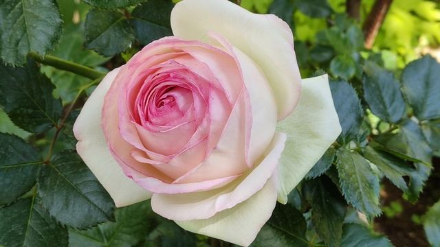 Пьер Ронсард - королевская плетистая роза