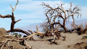 ПРИТЧА ПРО ОСЛА ( в стихах)