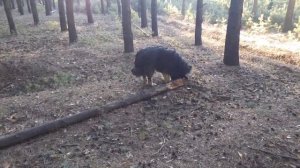 Тибетский мастиф, утренняя встреча | Tibetan Mastiff, morning meeting