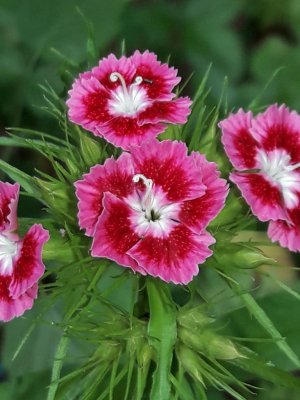 124. Гвоздика бородатая - Dianthus barbatus