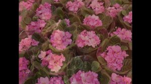 Светлана Резанова.Цветочница Анюта