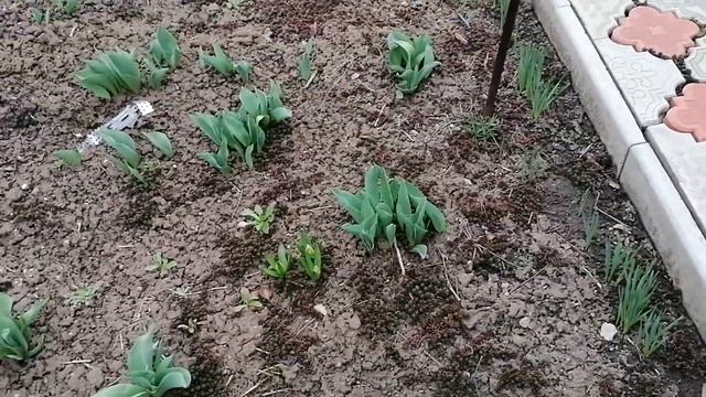 Настоящая весна скоро  зацветут нарциссы Работы дома