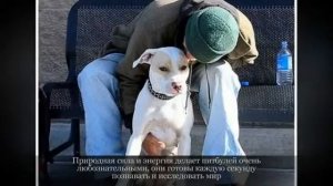 Средние породы собак Американский питбультерер