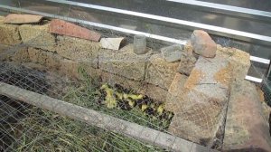 СОДЕРЖАНИЕ УТЯТ .МУСКУСНЫЕ УТКИ