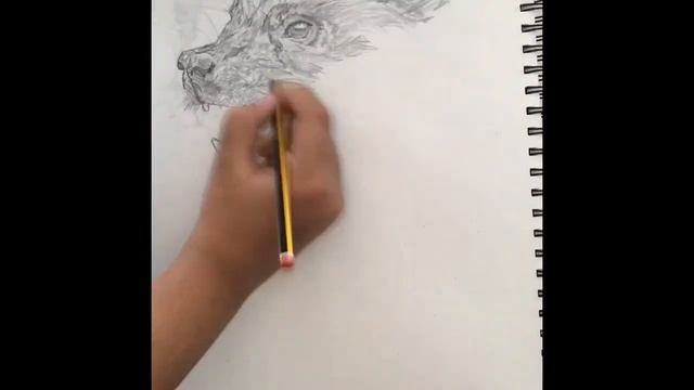 Drawing a Wolverine(Animal not superhero) смотреть онлайн