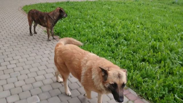 Помогайте БЕЗДОМНЫМ ЖИВОТНЫМ | Не проходите мимо | Дайте им шанс на жизнь! смотреть онлайн