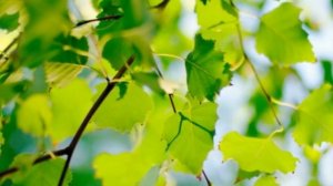 Три мощных заговора на Троицу!