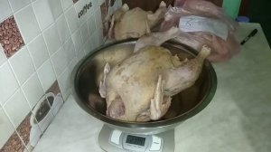 Бройлер - мяса валом! Забой с 35 дня. Огромные тушки бройлера. Бройлер на продажу.