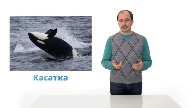 17. Млекопитающие. Часть 3