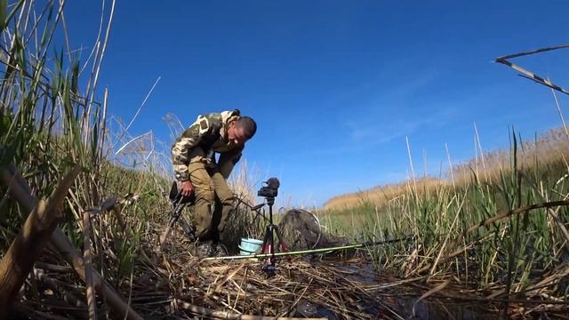 Крупный КАРАСЬ на ПОПЛАВОК в камышах, рыбалка весной на удочку