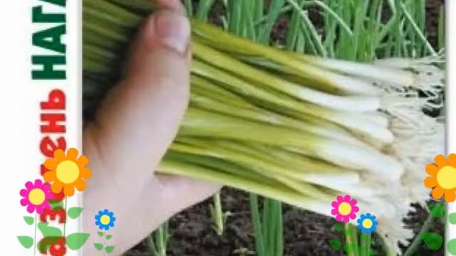 Лук на зелень Нагаока Кинг (Nagaoka King). Краткий обзор, описание характеристик, где купить семена смотреть онлайн