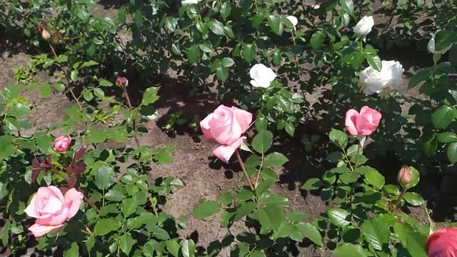 АРТУР РЕМБО (Arthur Rimbaud), Meilland Франция, 2008 г. Чайно-гибридные (Hybrid Tea) смотреть онлайн