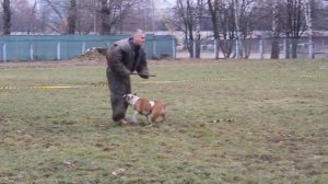 Стаффордширский терьер. Защита от трёх нападающих