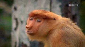 ОБЕЗЬЯНЫ НОСАЧИ - чтобы стать хозяином жизни им нужен только БОЛЬШОЙ НОС!