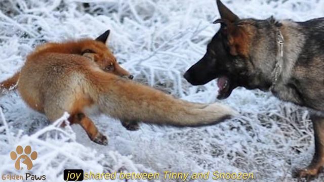 His Dog Ran Off into the Woods Every Day When He Followed Her, He was Horrified! смотреть онлайн