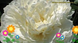 Пион молочноцветковый Джозеф Кристи. Краткий обзор, описание paeonia lactiflora Joseph Christie