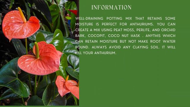 Ultimate ANTHURIUM PLANT CARE TIPS – INDOOR FLOWERING PLANT смотреть онлайн