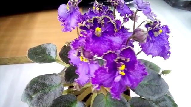 Rob's Hippity Hop фіалка напівміні смотреть онлайн