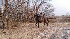 Мягкая заездка молодой лошади: первый всадник