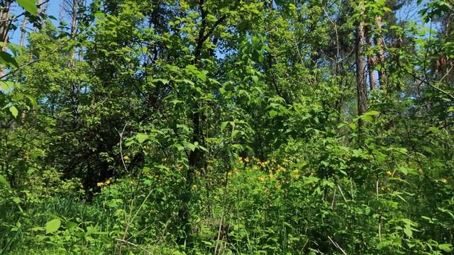 Пение птиц в весеннем лесу смотреть онлайн