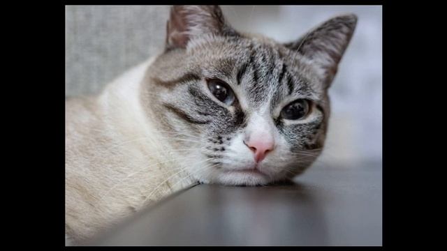 Какие эфирные масла токсичны для домашних животных смотреть онлайн