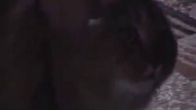 videoplayback.mp4
