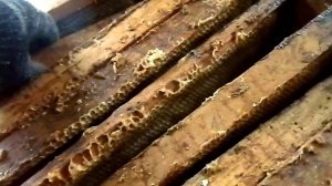 Погода испортилась.Вопрос пчеловодам.Наводим порядок в старом дворе.