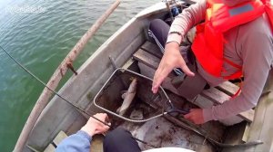 Рыбалка на Веселовском водохранилище (Маныч)