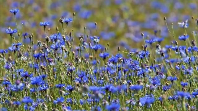 Приствольный круг Какие цветы лучше растут под деревом смотреть онлайн