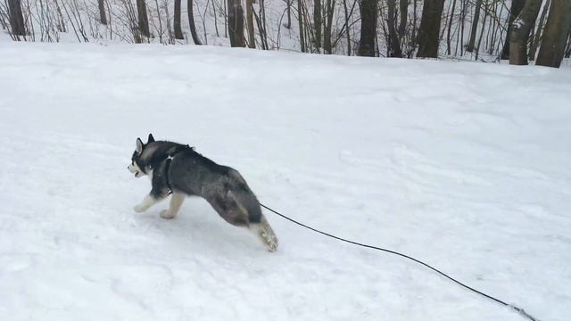 Хаски Дрифт смотреть онлайн