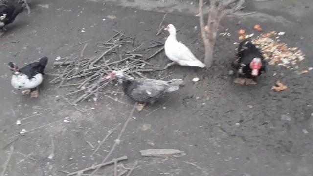 Петухи тираны,избавляемся от петухов смотреть онлайн