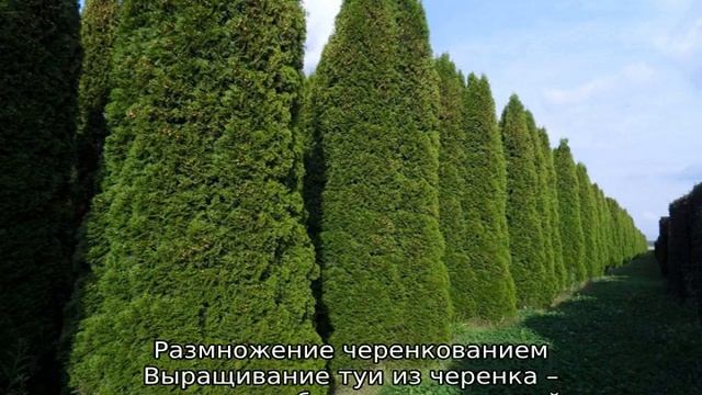 Туя Смарагд западная: описание, посадка и уход