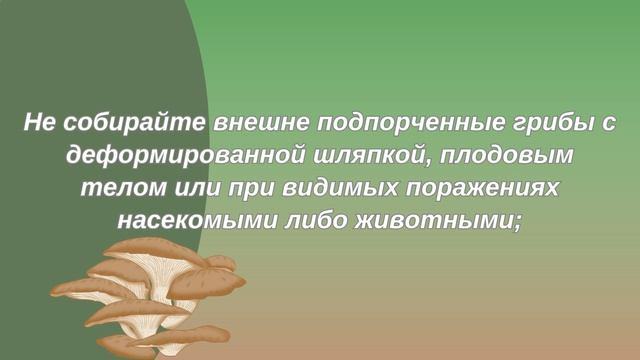 Griby 2023 смотреть онлайн