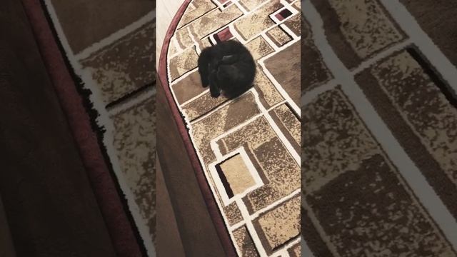 ���� ����������: ����.