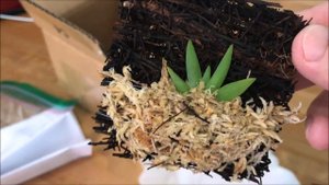 Mini Haul: Vanda species and Psygmorchis pusilla