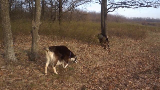 Удалить клеща очень просто Сам себе доктор смотреть онлайн