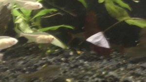 Пристелла - Pristella maxillaris